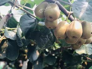 猕猴桃最新爆料文案,揭秘果中珍品背后的神奇功效 第2张 猕猴桃最新爆料文案,揭秘果中珍品背后的神奇功效 第2张